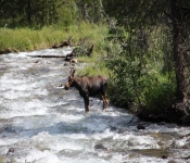 MontanaMoose2013 001
